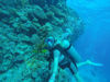 Picture of Canyon Safari and Blue Hole Snorkeling Tours in Dahab