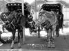 Picture of Luxor Horse Carriage Ride Tours