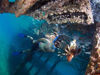 Picture of Aqaba Snorkeling Tours in Taba