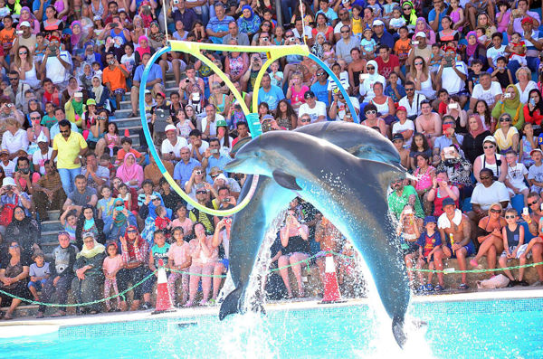 Picture of Dolphin Show Tours in Sharm