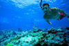 Picture of Tiran Island Snorkeling in Sharm El Sheikh