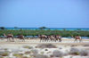 Picture of Wadi El Gemal Safari Tours in Marsa Alam