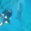 Picture of Abu Dabab Snorkeling Tours in Marsa Alam