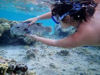 Picture of Hamata Snorkeling Tours in Marsa Alam