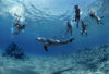 Picture of Hamata Snorkeling Tours in Marsa Alam