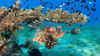 Picture of Blue lagoon Snorkeling tour from Marsa Alam